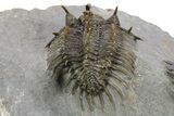 Spiny Comura Trilobite With Hollardops - Ofaten, Morocco #254070-8